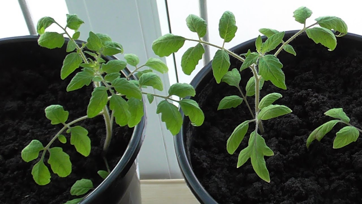 Рассада в горшках