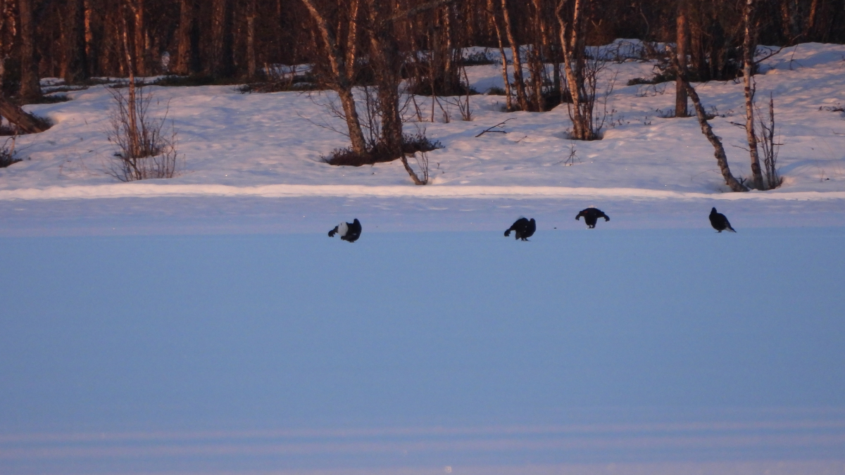 мурманск заповедник пасвик птицы
