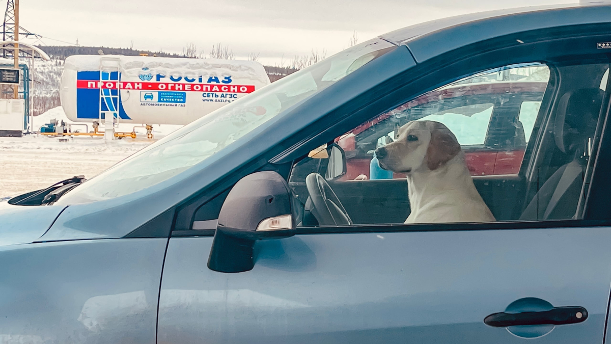 Автомобиль с водителем