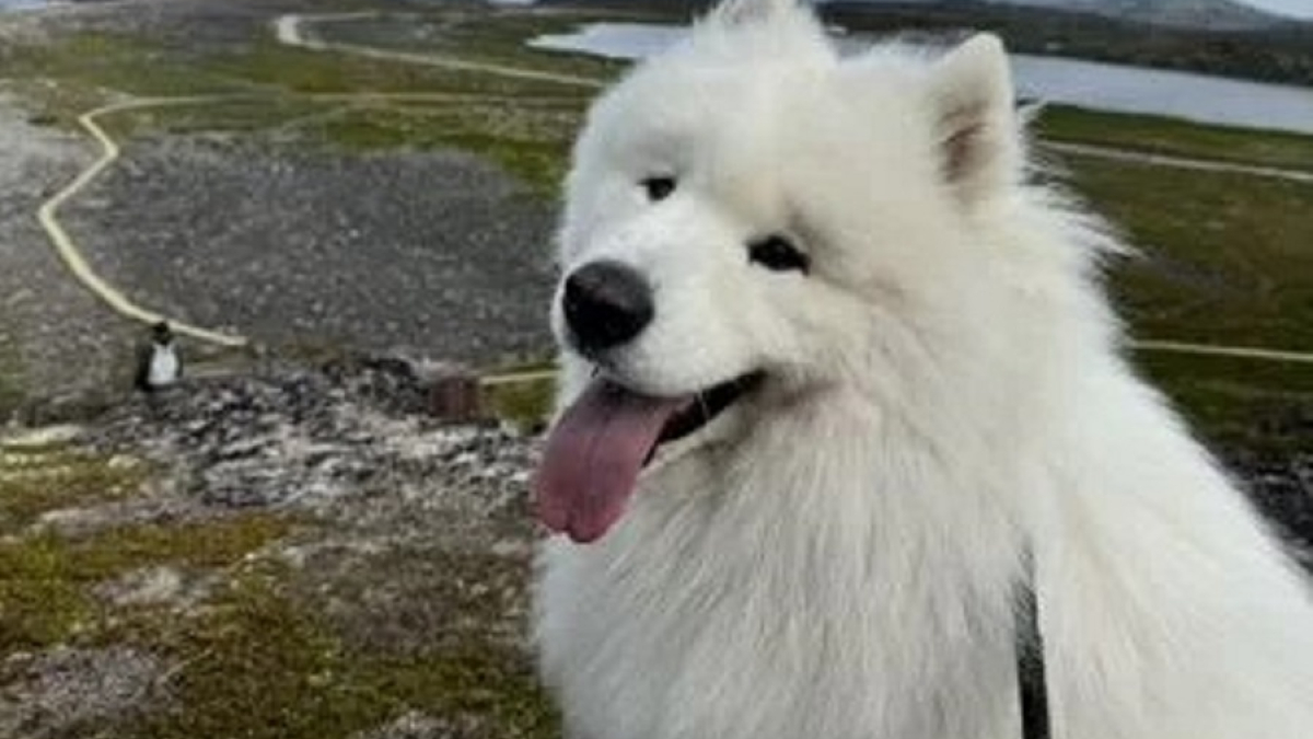 большая белая собака с поводком