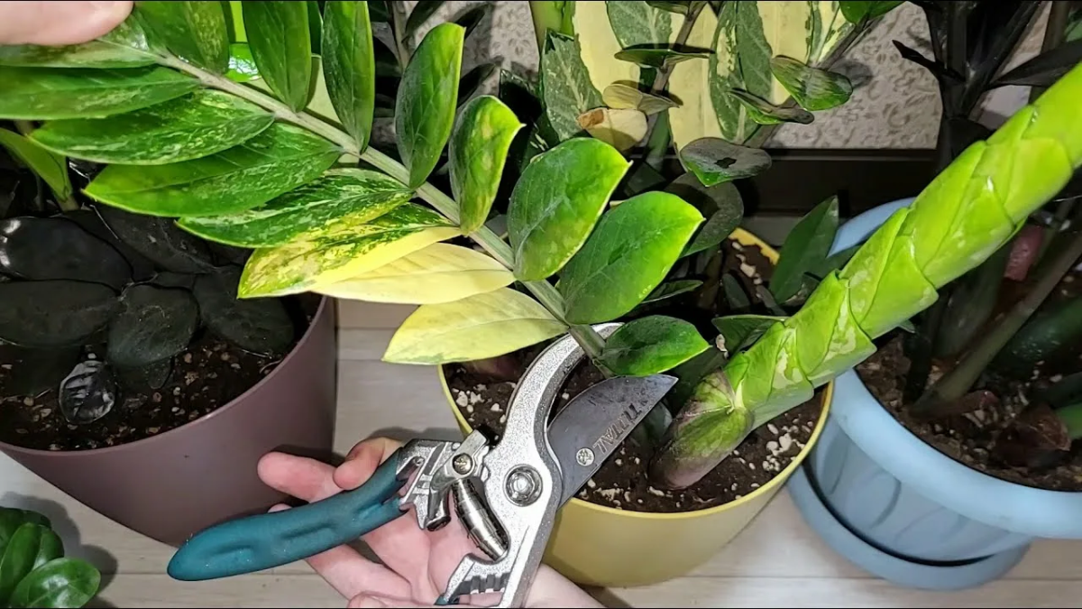 Замиокулькас