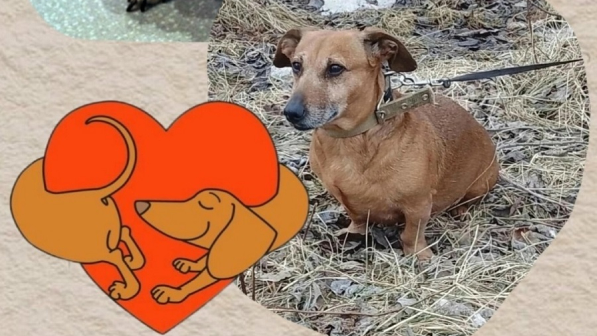 маленькая коричневая такса