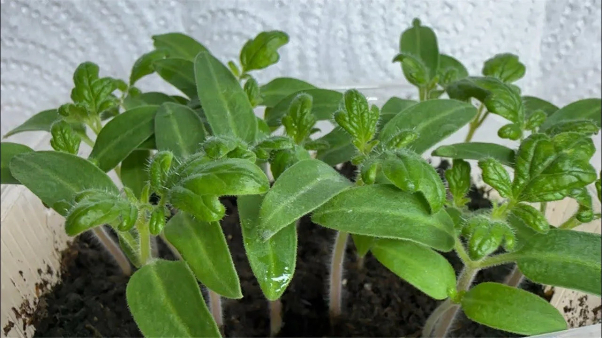 Рассада помидоров