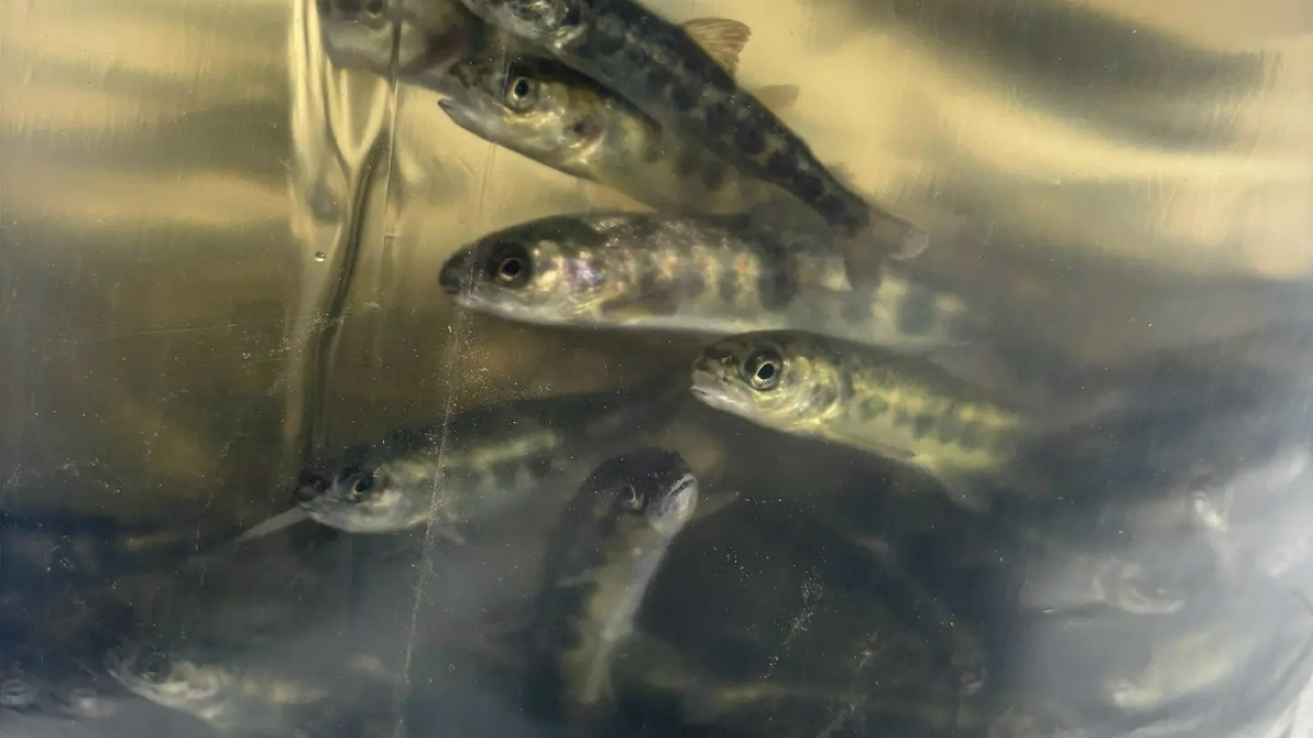 Каждая рыбка весит 1,4 грамм