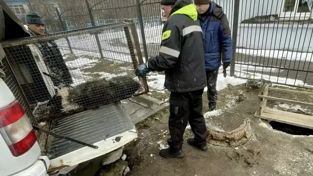 Животное удалось накормить успокоительными