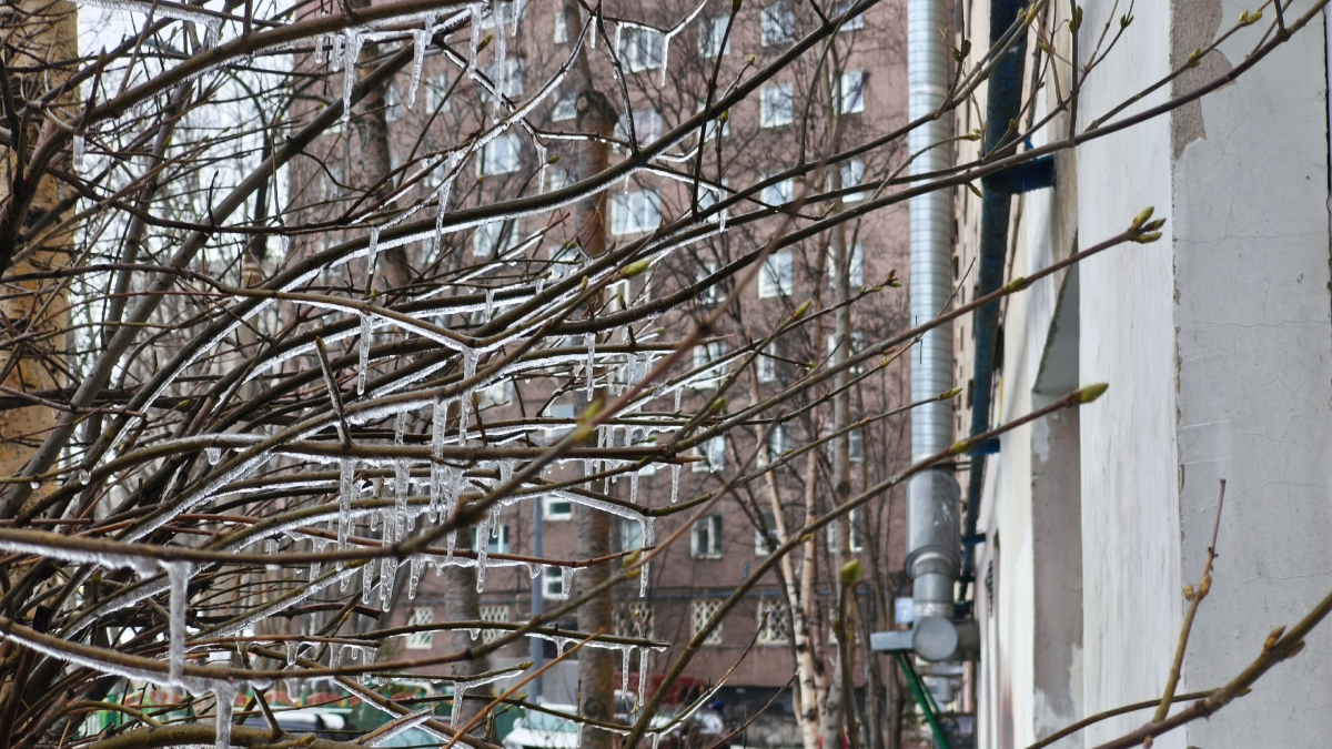 Ветви во льду