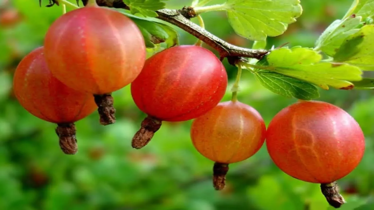 Плоды крыжовника