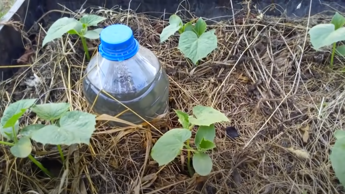 бутылка с водой в теплице