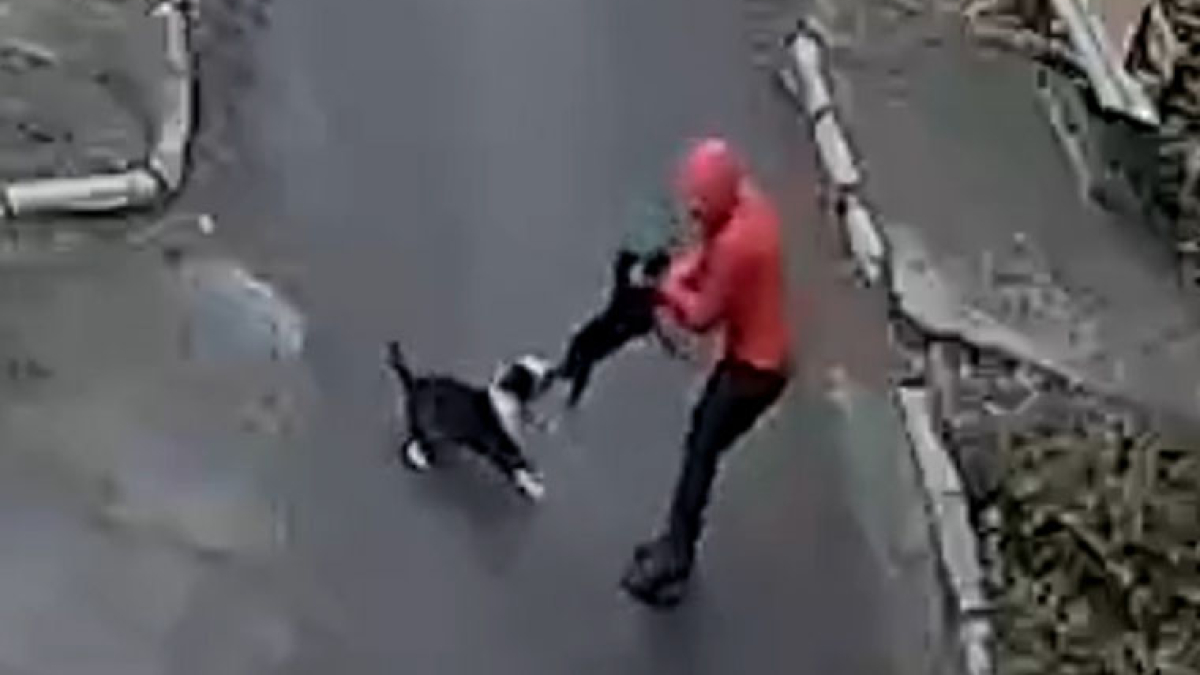 Нападение питбуля в Апатитах