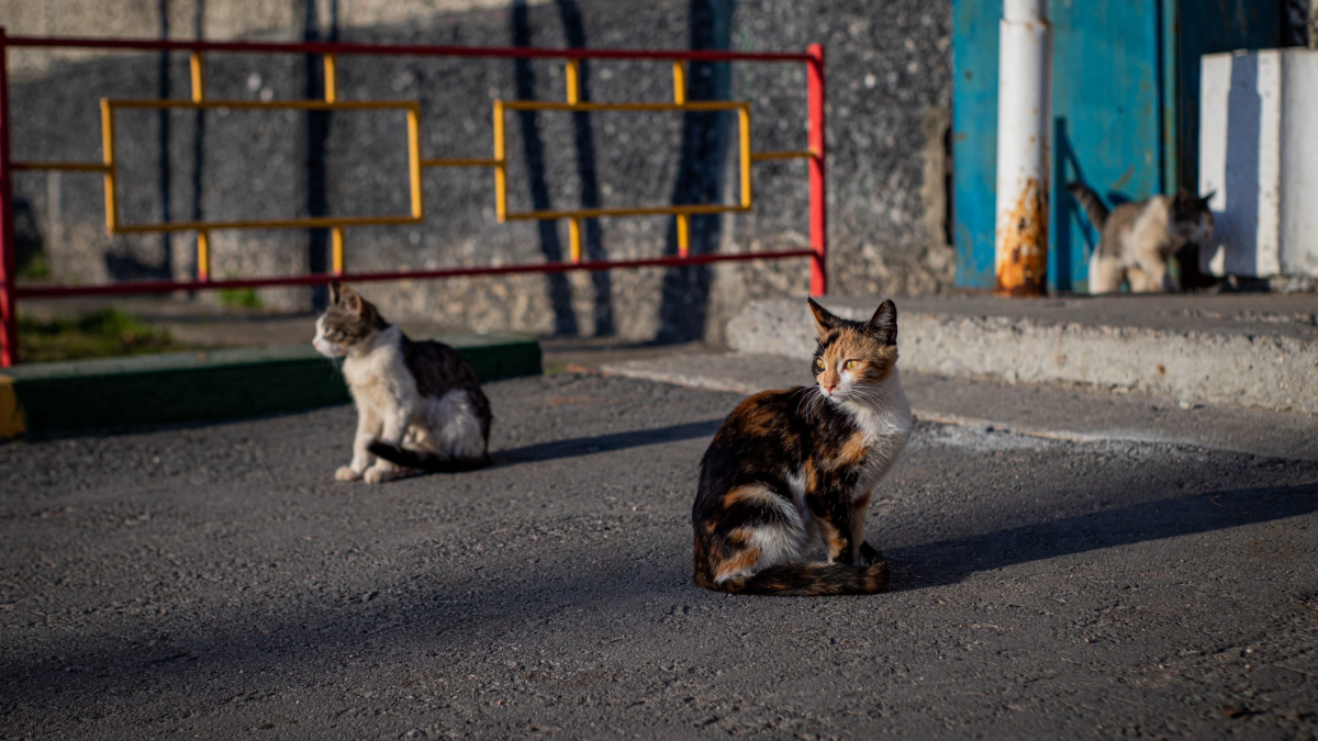 Коты охотятся на крыс