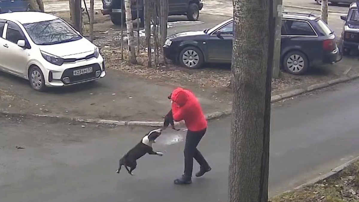 Нападение питбуля в Апатитах
