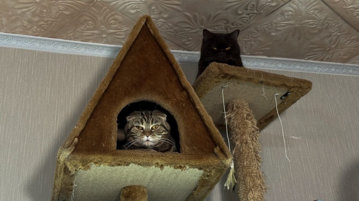 котики сидят в домиках