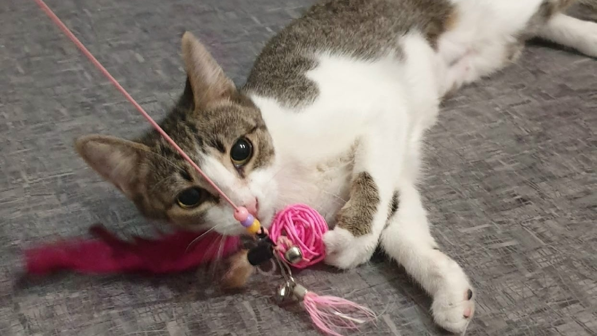 Кот играет
