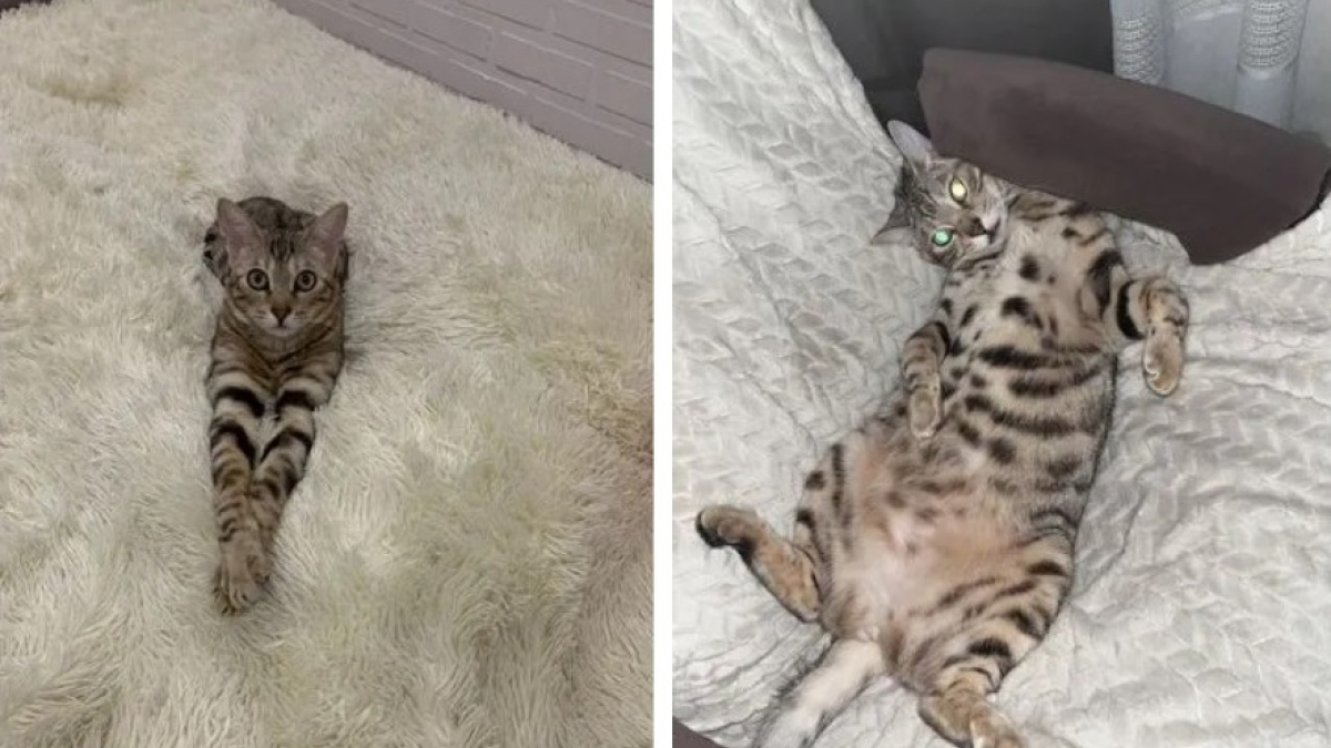 бенгальская пятнистая кошка