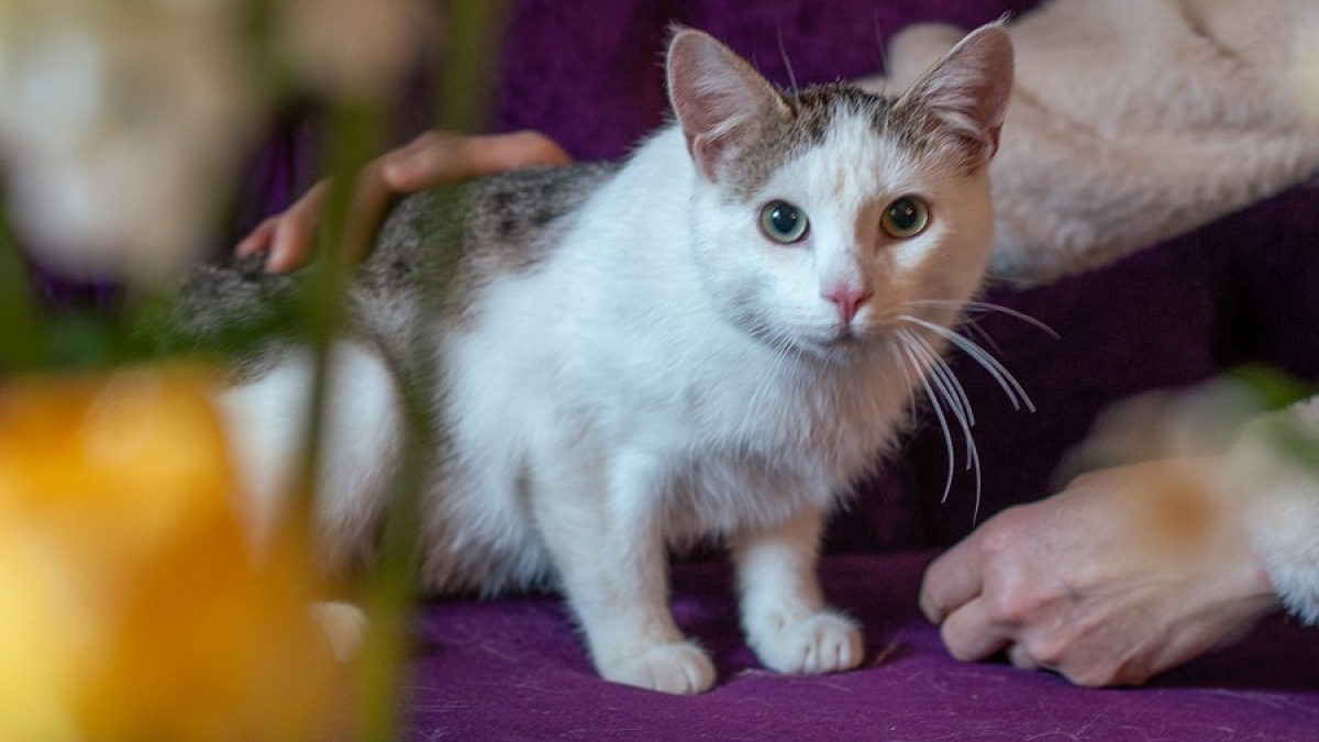 кот сидит на фиолетовом стуле