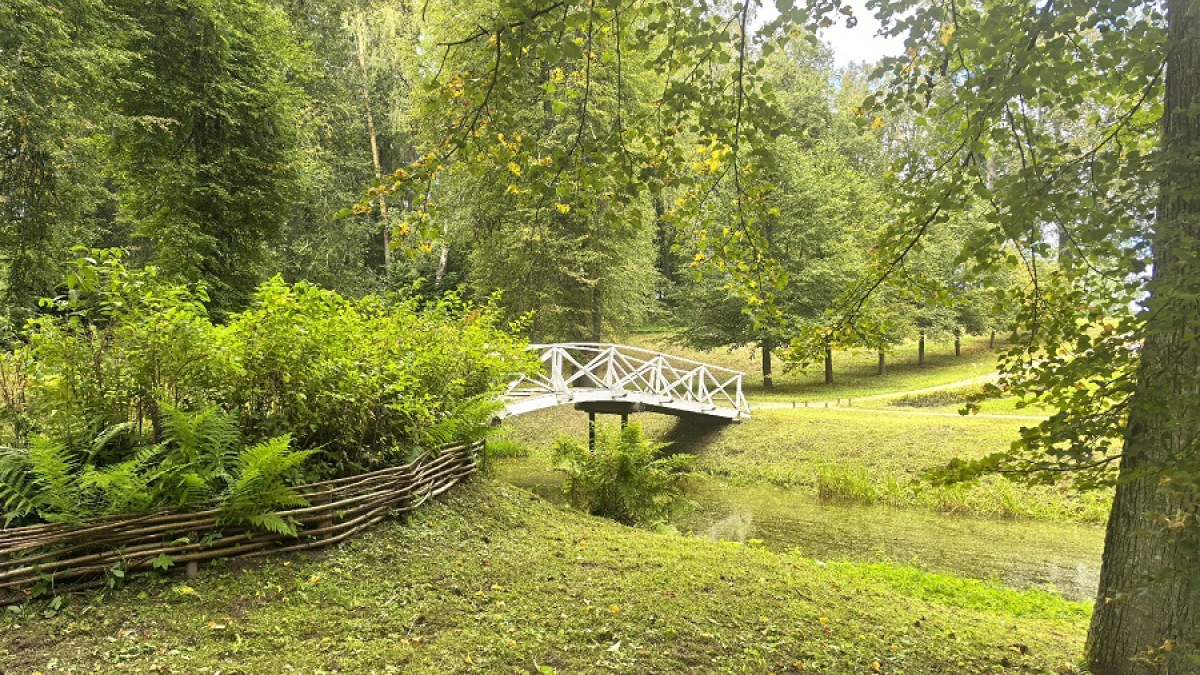 зеленые деревья в лесу