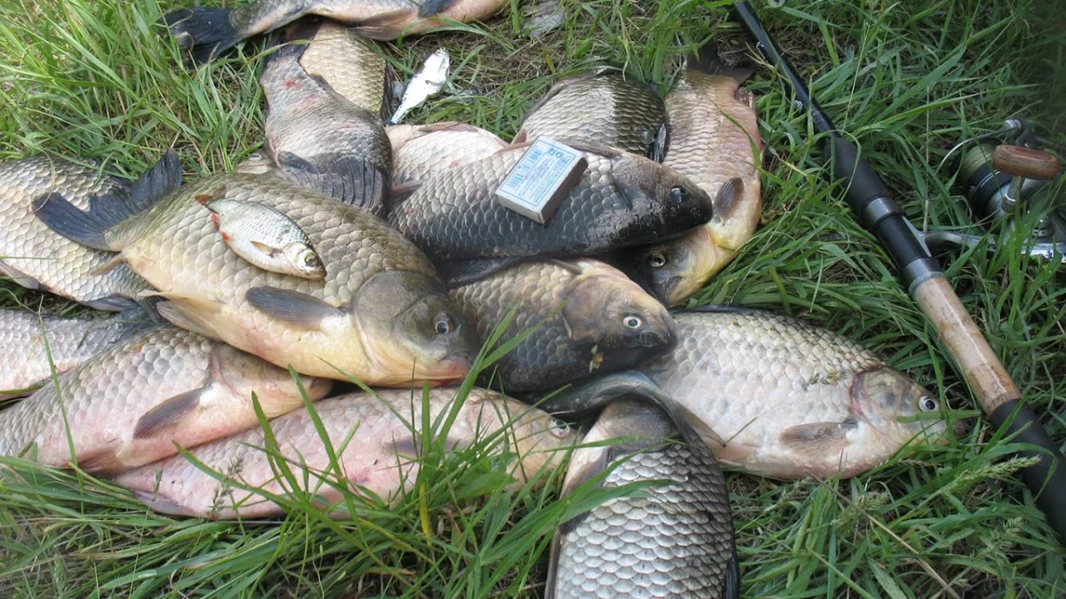 ловля карася