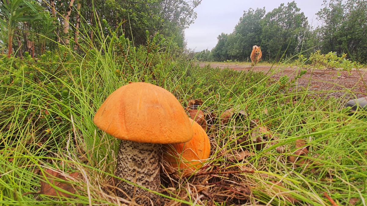 Съедобная флора