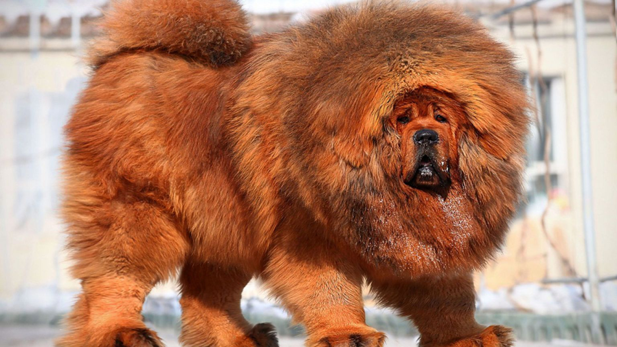 мастиф