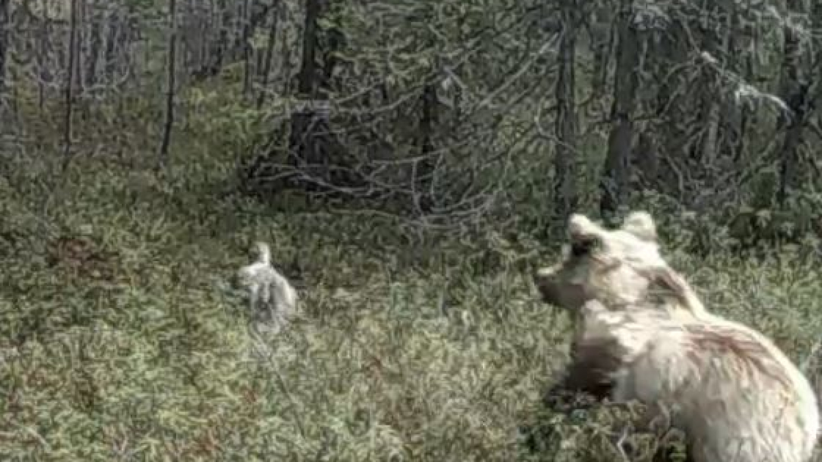 Медведь и гага