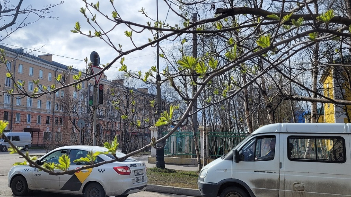 на дереве распускаются листья