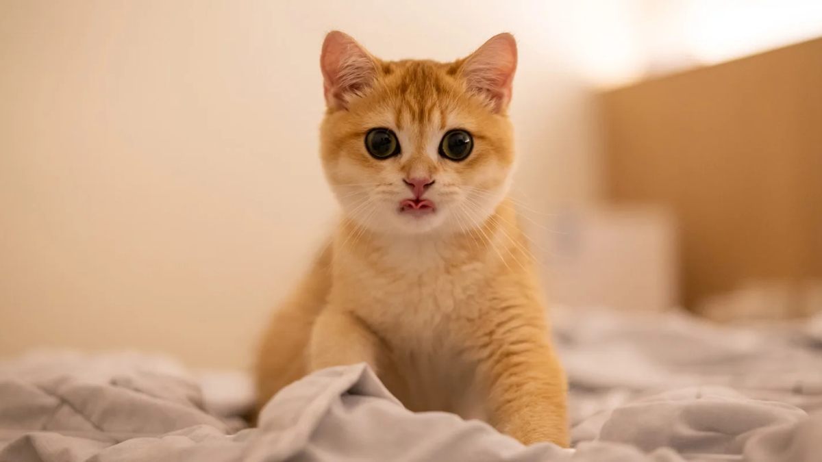 кошка
