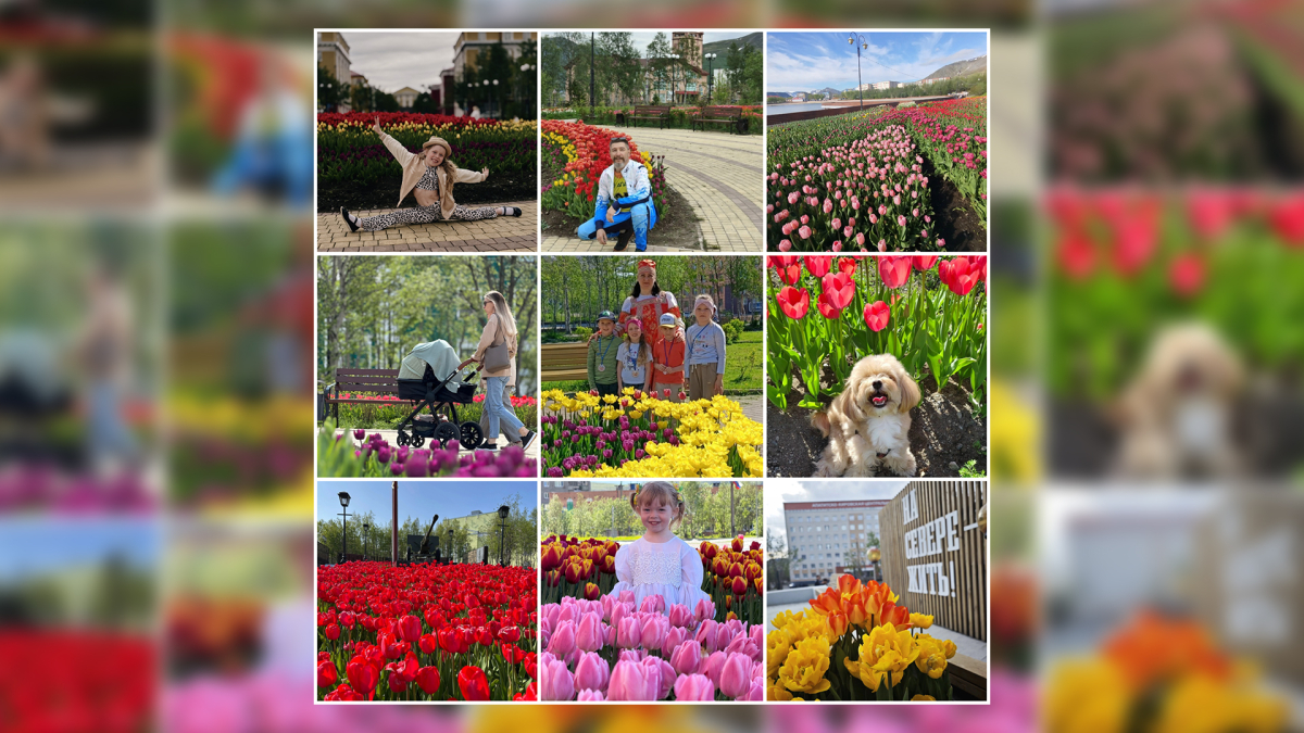 Фотоконкурс тюльпанов