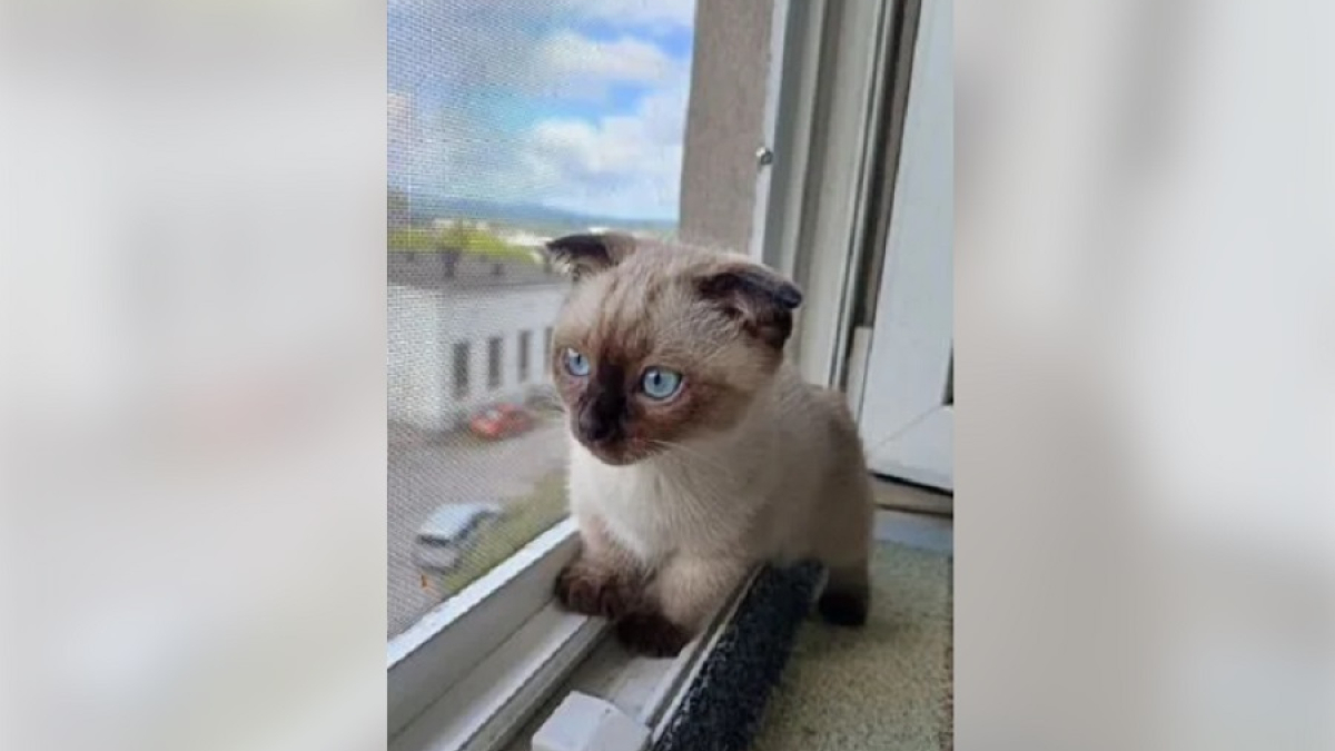 маленькая кошечка с короткими лапками