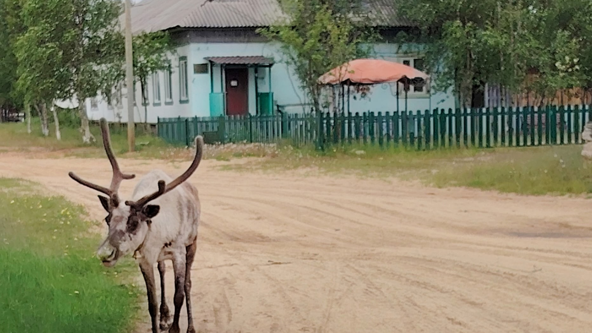 Олень в Краснощелье