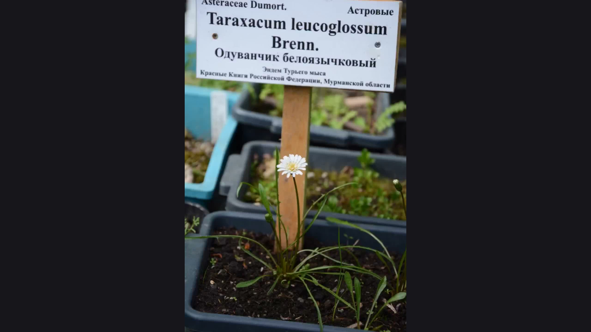 одуванчик белоязычковый