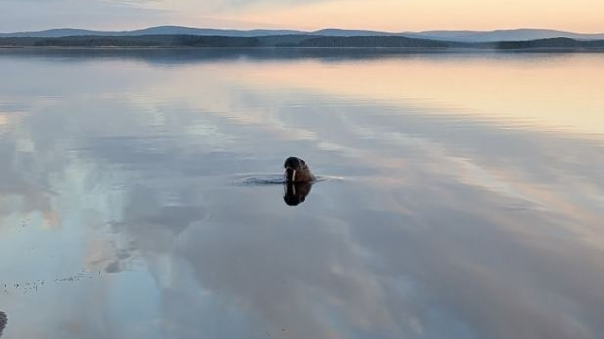 морж в воде