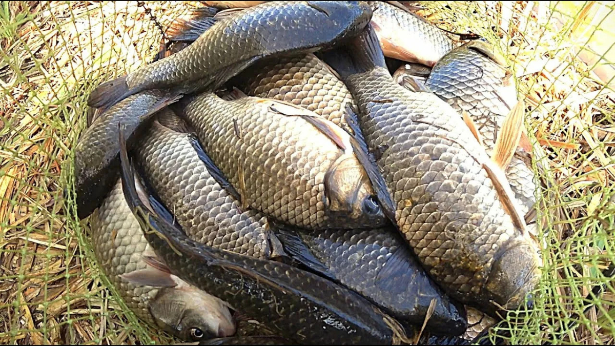 ловля карася