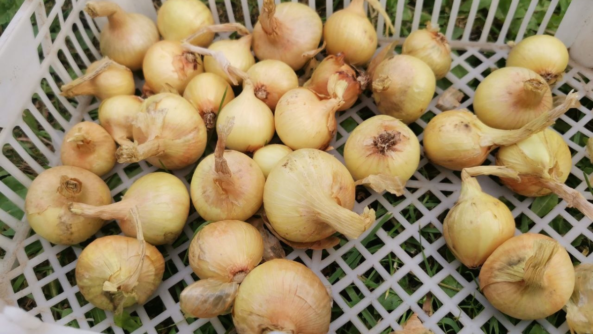 лук в пластиковой корзине