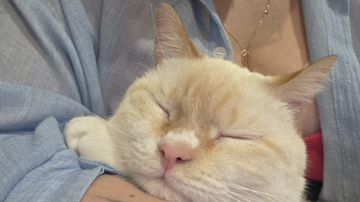 Кот на руках