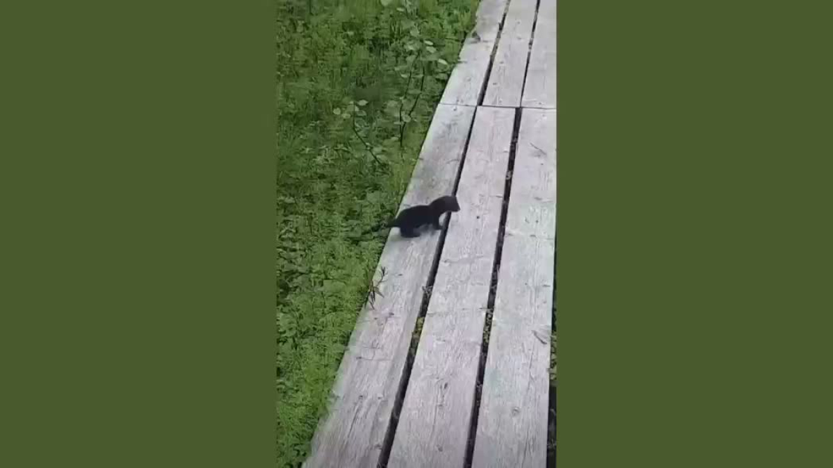 детеныш норки