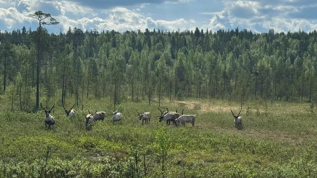 олени в пасвике