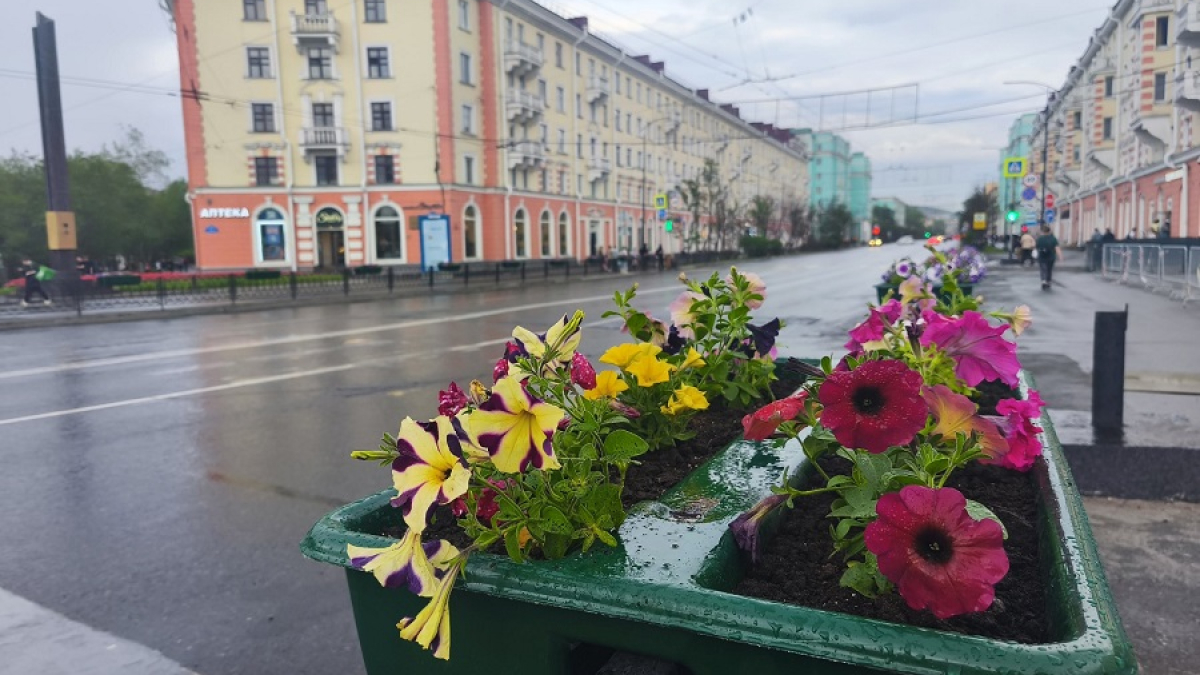 петуньи в вазоне на улице