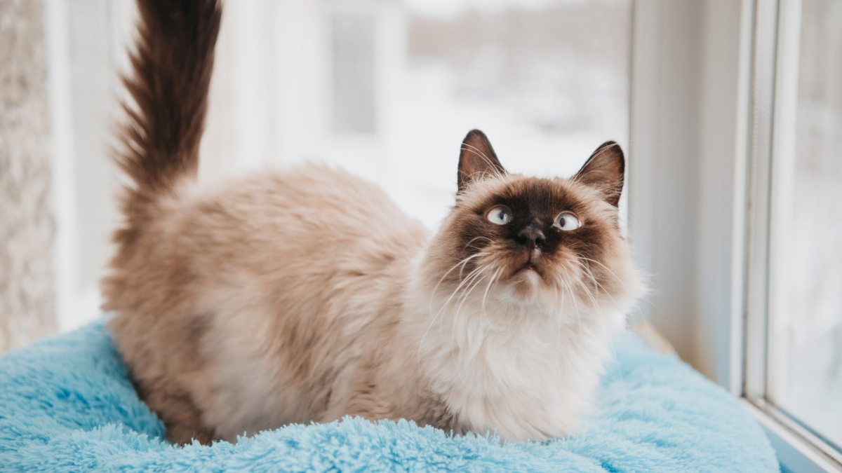 Кот Серафим из Мурманска