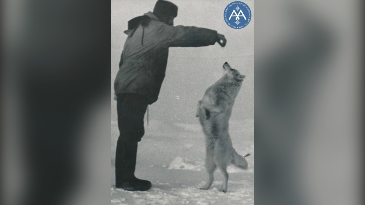 собака полярников