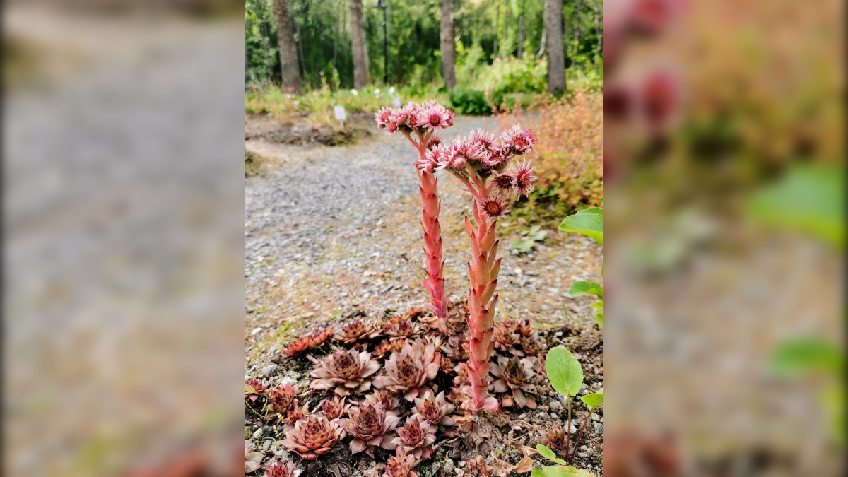 молодило