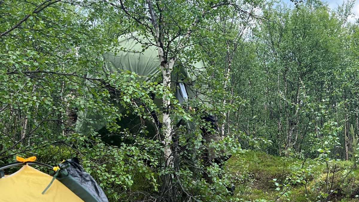 палатка в зеленом лесу