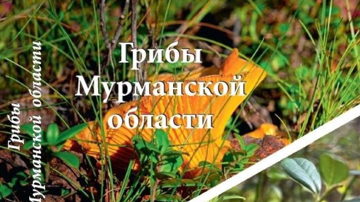 Обложка карт