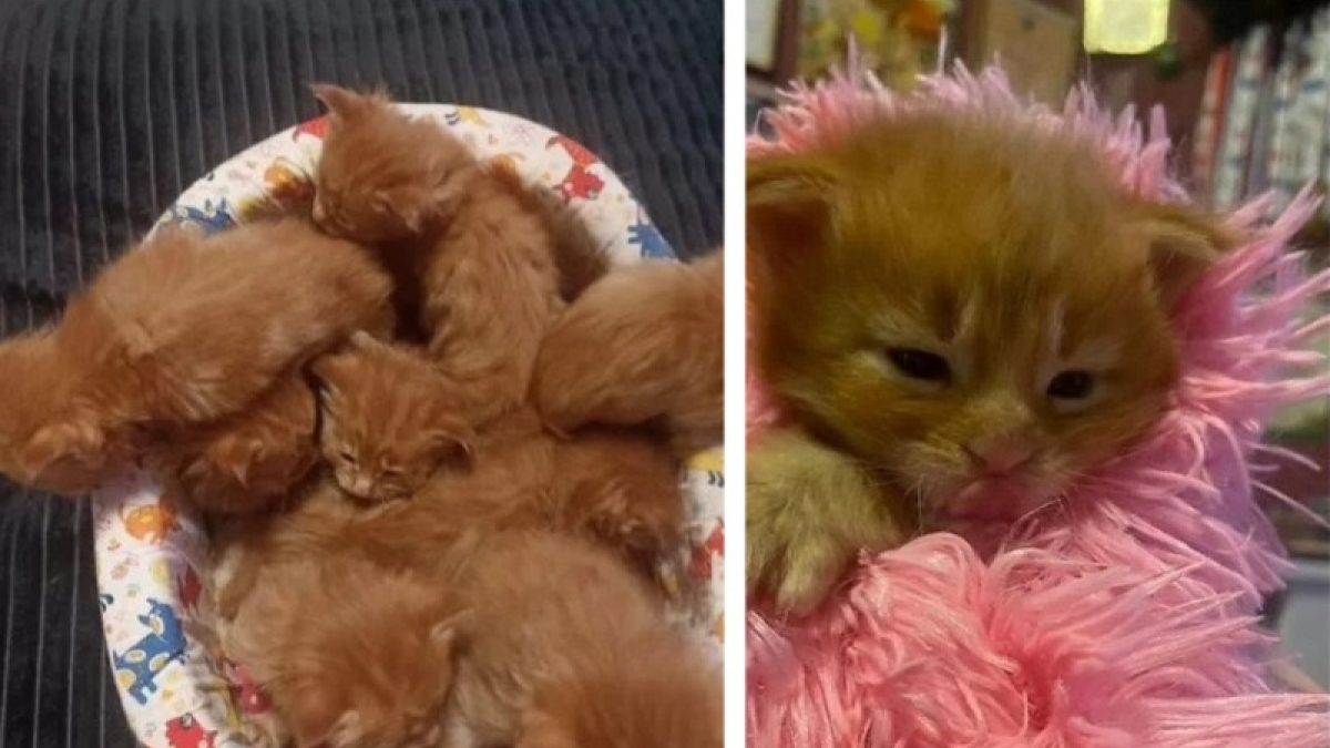 маленькие рыжие котята