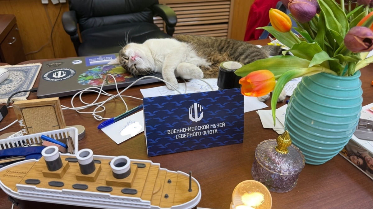 кошка плюша