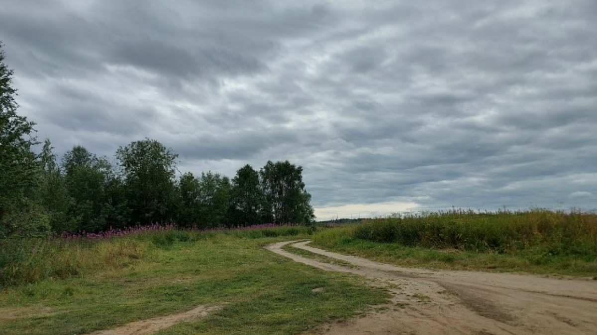 Картофель в поле