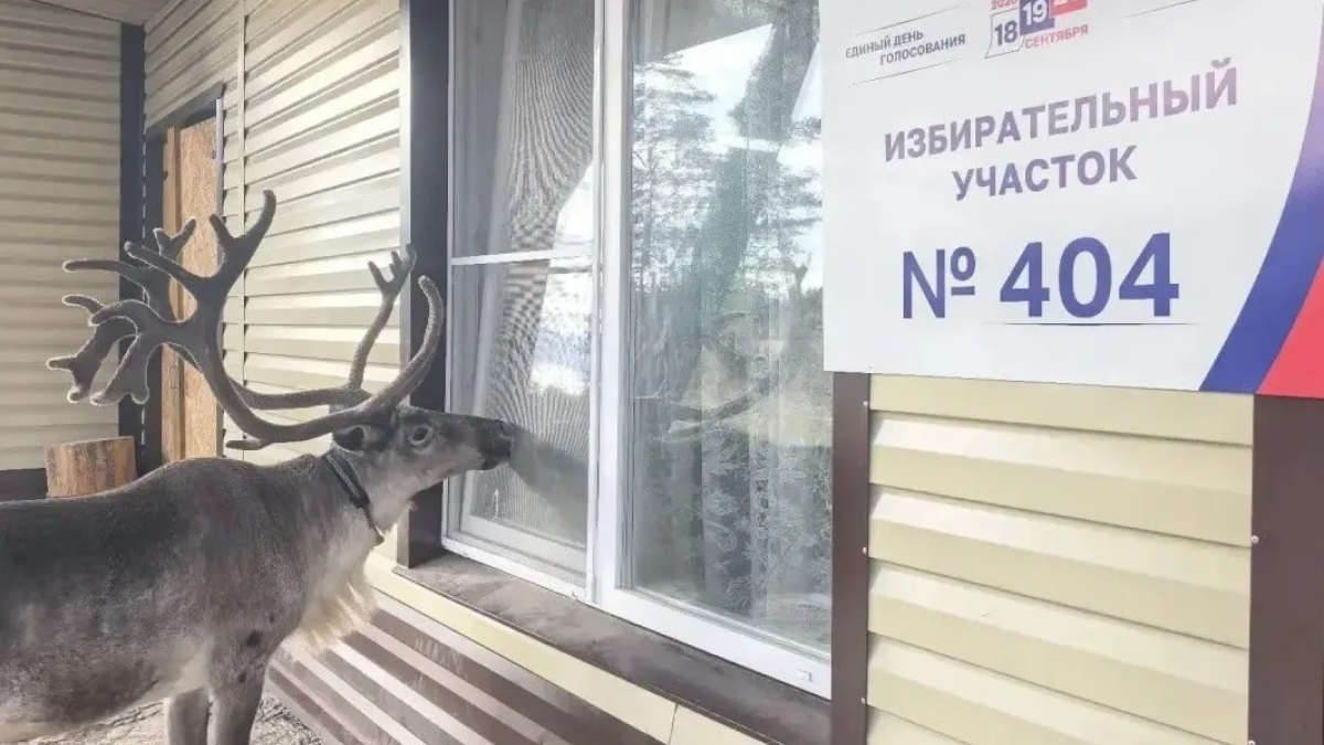 Участок с оленем