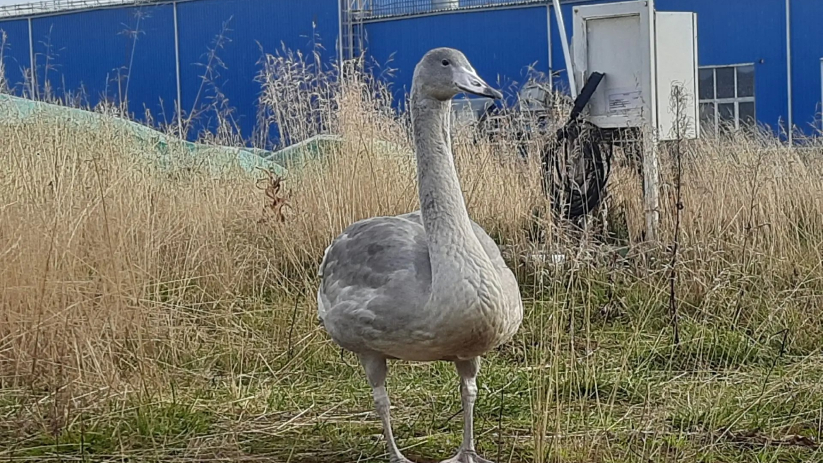 лебедь