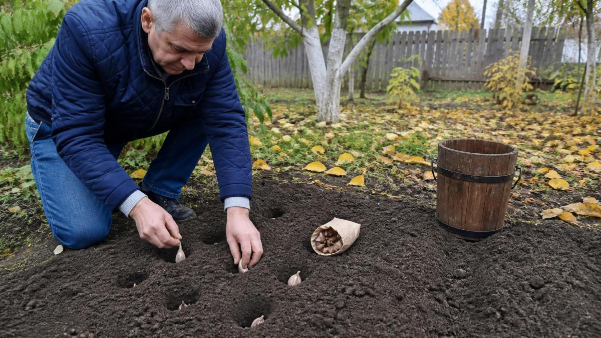 Посадка озимого чеснока с гвоздикой в лунку осенью