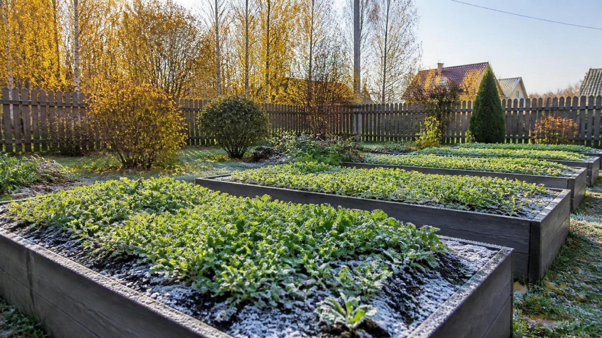 Молодые всходы горчицы-сидерата на грядках в конце сентября
