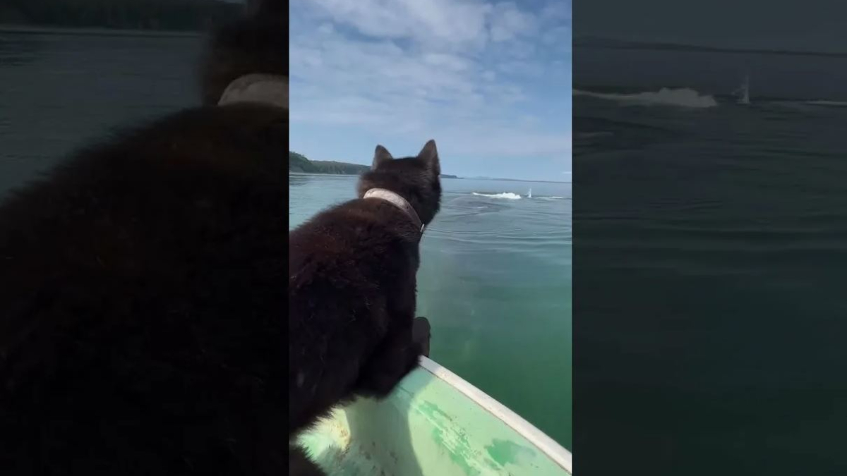 собака и кит
